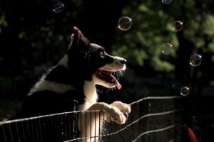 best dog fence review