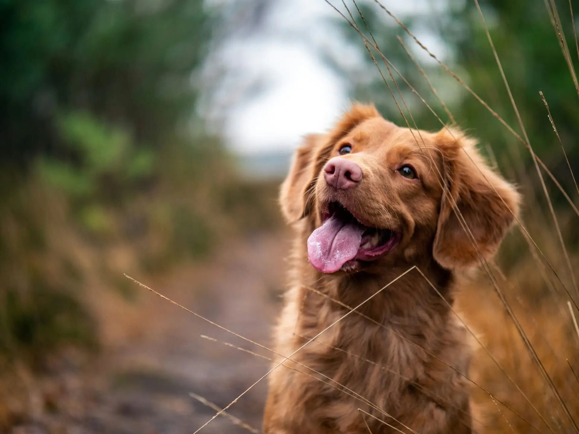 Snapshot of Invisible Dog Safety Systems Outdoor
